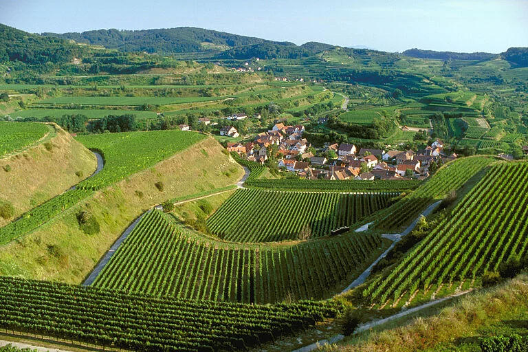Wine region